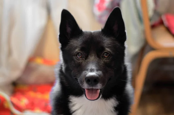 Köpek Laika Russo-Avrupa.