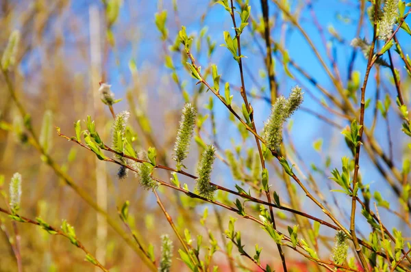 Despertar da natureza na primavera no fundo do céu . — Fotografia de Stock