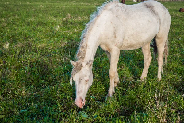 Caballo blanco salvaje sucio comiendo hierba . —  Fotos de Stock