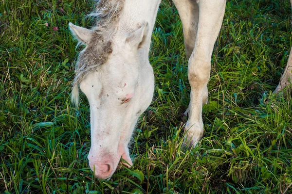 Smutsiga vilda vita hästen äter gräs. — Stockfoto