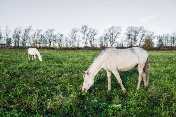 Caballo blanco salvaje sucio comiendo hierba . —  Fotos de Stock