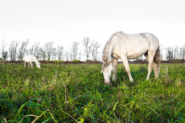 Caballo blanco salvaje sucio comiendo hierba . —  Fotos de Stock