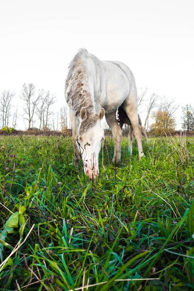 Schmutzige Wildpferde fressen Gras. — Stockfoto