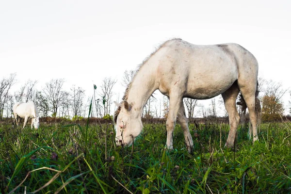 Caballo blanco salvaje sucio comiendo hierba . —  Fotos de Stock