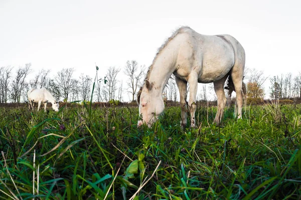 Caballo blanco salvaje sucio comiendo hierba . —  Fotos de Stock