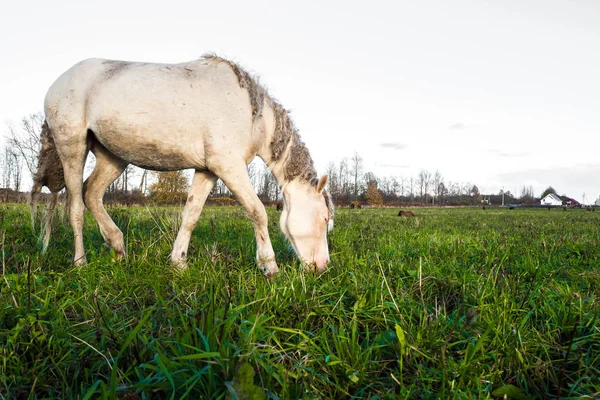 Грязная дикая белая лошадь ест траву . — стоковое фото