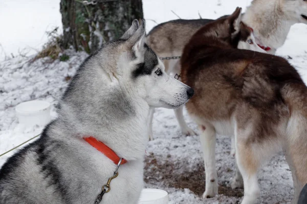 Husky-slee aangedreven slee. — Stockfoto