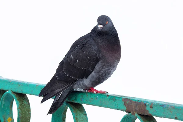 Taube isoliert auf weißem Hintergrund. — Stockfoto