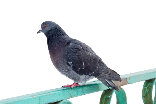 Pigeon isolated on a white background. — Stock Photo, Image
