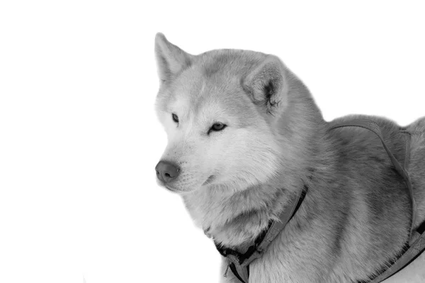 Portrait of Husky isolated. — Stock Photo, Image