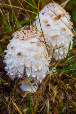 Orman manzaralı zehirli mantar zehirli mantar yakın.