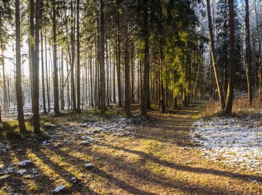 Güneş batımında yüksek çam.