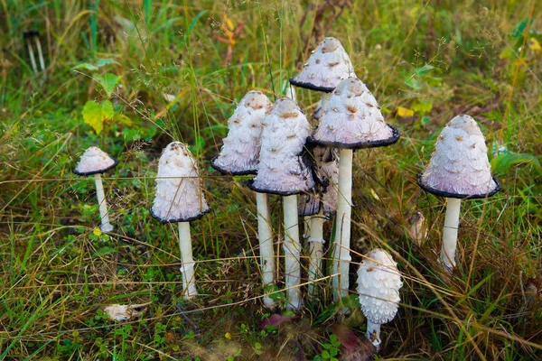 Cogumelo venenoso de toadstool nas vistas da floresta perto . — Fotografia de Stock