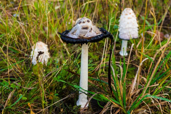 Poisonous mushroom of toadstool in the forest views close. — Stock Photo, Image