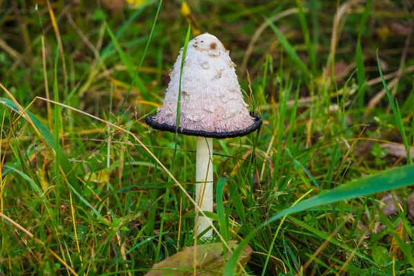 Champignon empoisonné de crapaud dans la forêt vue à proximité . — Photo