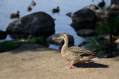 güzel yaban ördeği.