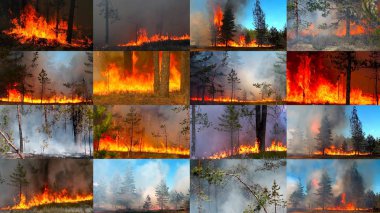 Forest fire disaster for environment, clipart