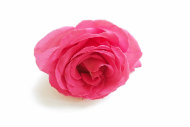 Nazik pembe sabah bahçesinde tomurcuklar ile gül-makro.