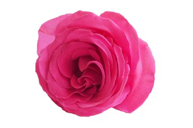 Nazik pembe sabah bahçesinde tomurcuklar ile gül-makro.