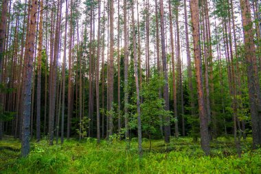 Pines yüksek mistik akşam.