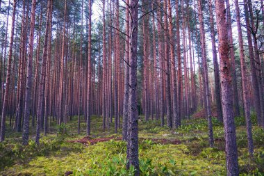 Pines yüksek mistik akşam.