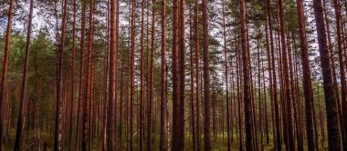 Pines yüksek mistik akşam.