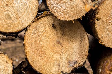 Kesilmiş ağaç gövdeleri. Kesim ahşap dokusu.