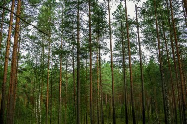 Pines yüksek mistik akşam.