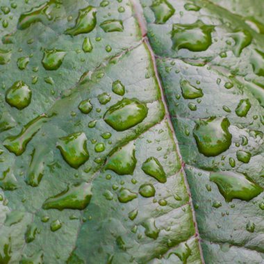 Yağmur damlaları ile yeşil yaprak arka plan.