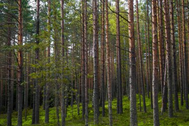 Pines yüksek mistik akşam.
