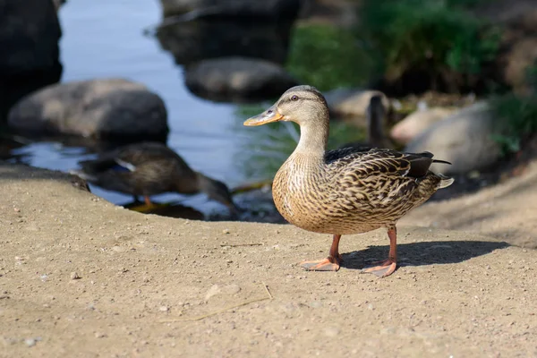Güzel yaban ördeği. — Stok fotoğraf