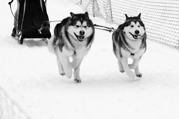 Husky sled run in harness on snow the track in winter. — Stock Photo, Image