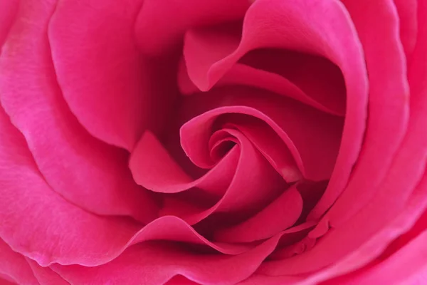 柔和的粉红色玫瑰与芽在早晨庭院-宏观. — 图库照片