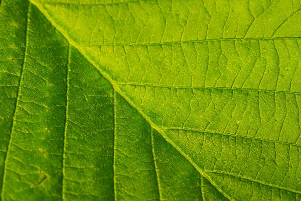 배경 녹색 잎. — 스톡 사진