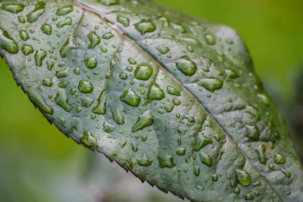 비 방울과 녹색 잎의 배경. — 스톡 사진