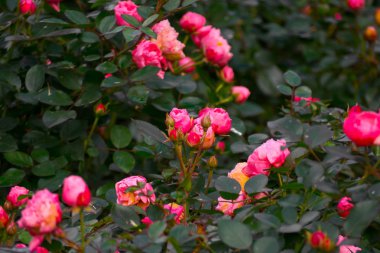 Nazik pembe sabah bahçesinde tomurcuklar ile gül-makro.