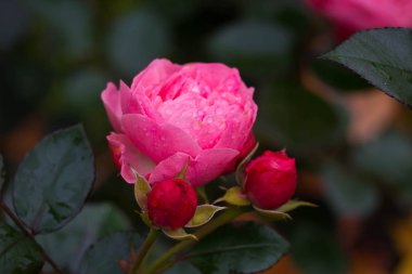 Nazik pembe sabah bahçesinde tomurcuklar ile gül-makro.