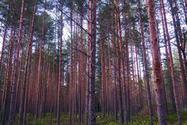 Pines yüksek mistik akşam.