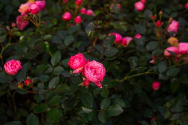 Nazik pembe sabah bahçesinde tomurcuklar ile gül-makro.