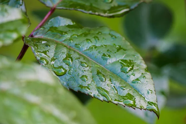 비 방울과 녹색 잎의 배경. — 스톡 사진