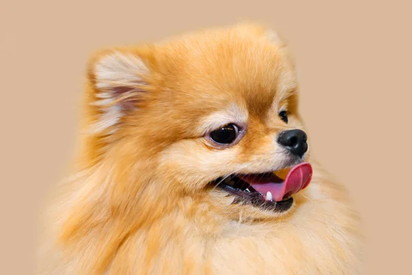 Gelber süßer flauschiger Hund. — Stockfoto