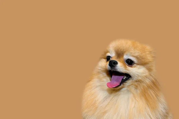 Yellow cute fluffy dog. — Stock Photo, Image