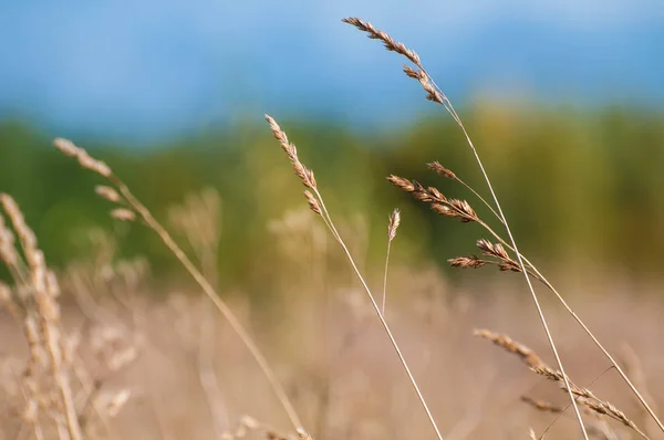 Meadow Feather grass in the rays. — Stock Photo, Image