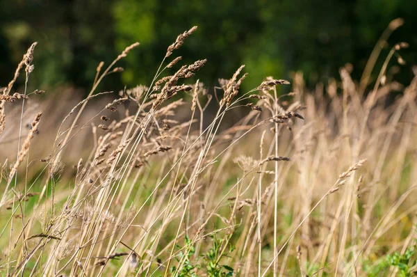 Meadow Feather grass in the rays. — Stock Photo, Image