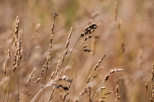 Herbe de plume de prairie dans les rayons . — Photo