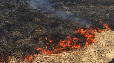 Ormanda Kuru Çim ateş. Yanan Ateşi tehlikeli bir şekilde.