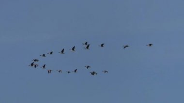 Uçuş göçü vahşi gri kazlar Flock. Mavi gökyüzünde uçan kuşlar.