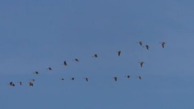 Uçuş göçü vahşi gri kazlar bir sürüsü. Mavi gökyüzünde uçan kuşlar.