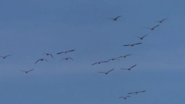 Uçuş göçü vahşi gri kazlar bir sürüsü. Mavi gökyüzünde uçan kuşlar.