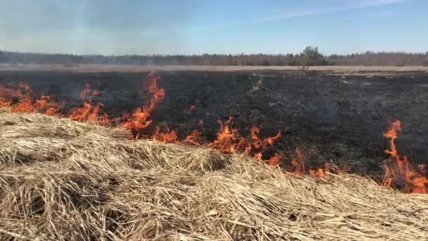 Brand Torrt Gräs Skogen Bränningen Flamrar Upp Farligt — Stockvideo